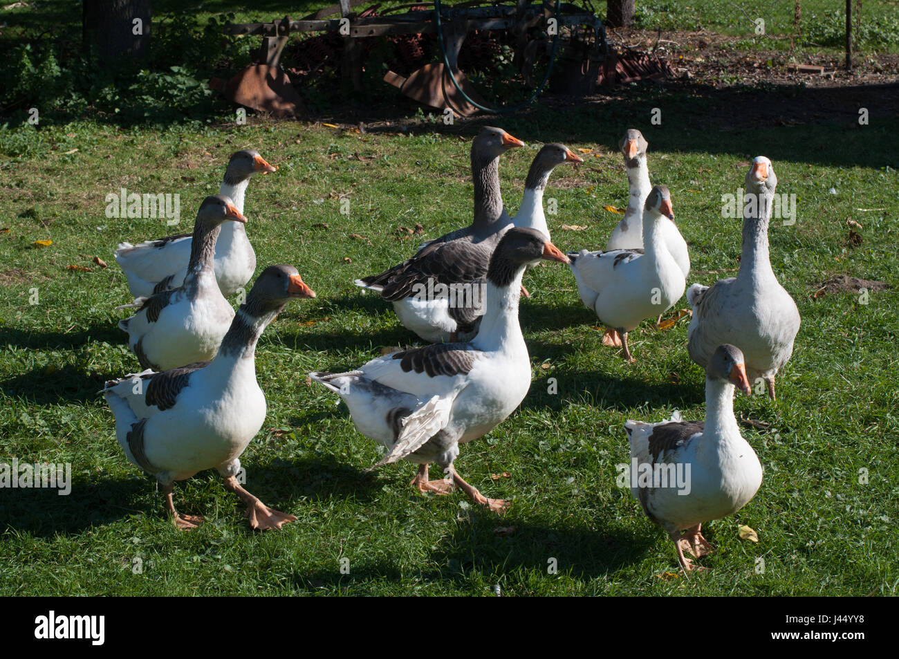 Spotted goose on a farm in Gülpe, Western Havelland, Brandenburg, Germany. Pommengänse auf einem Hof in Gülpe, Westhavelland. Stock Photo