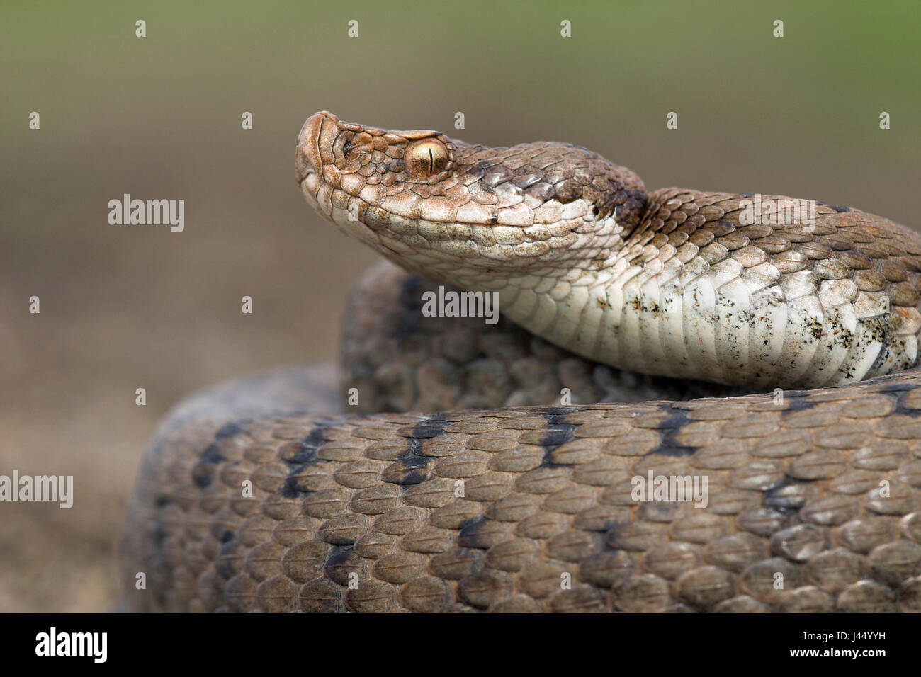 portrait of an Asp viper Stock Photo - Alamy