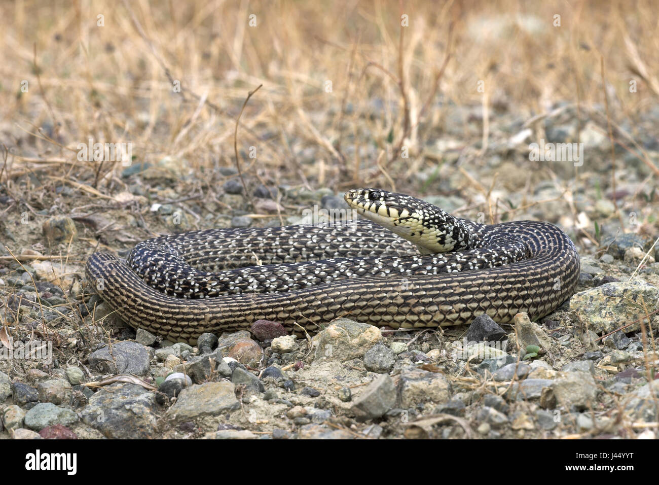 photo of a balkan whip snake Stock Photo - Alamy