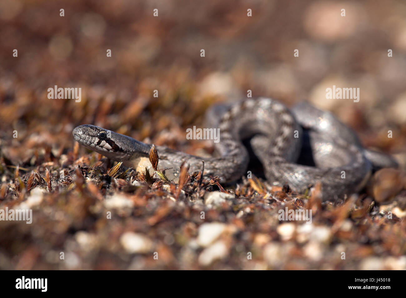photo of a Southern smooth snake basking Stock Photo Alamy