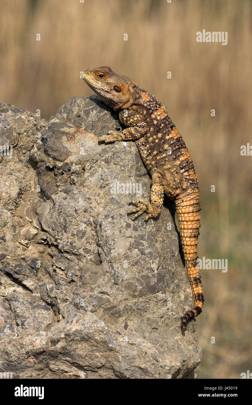 photo of a basking starred agama Stock Photo