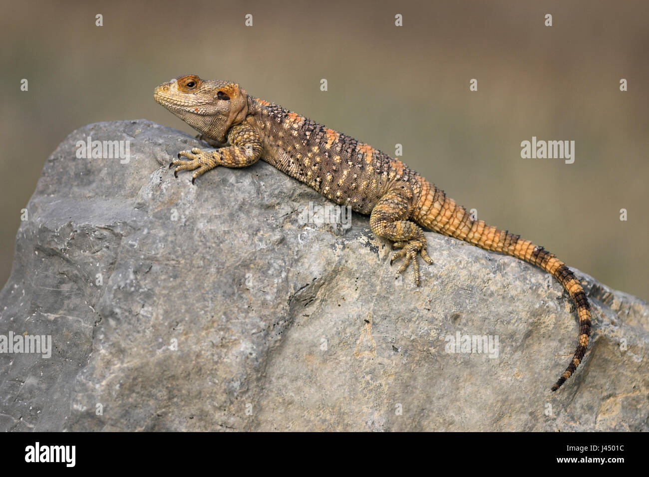 photo of a basking starred agama Stock Photo