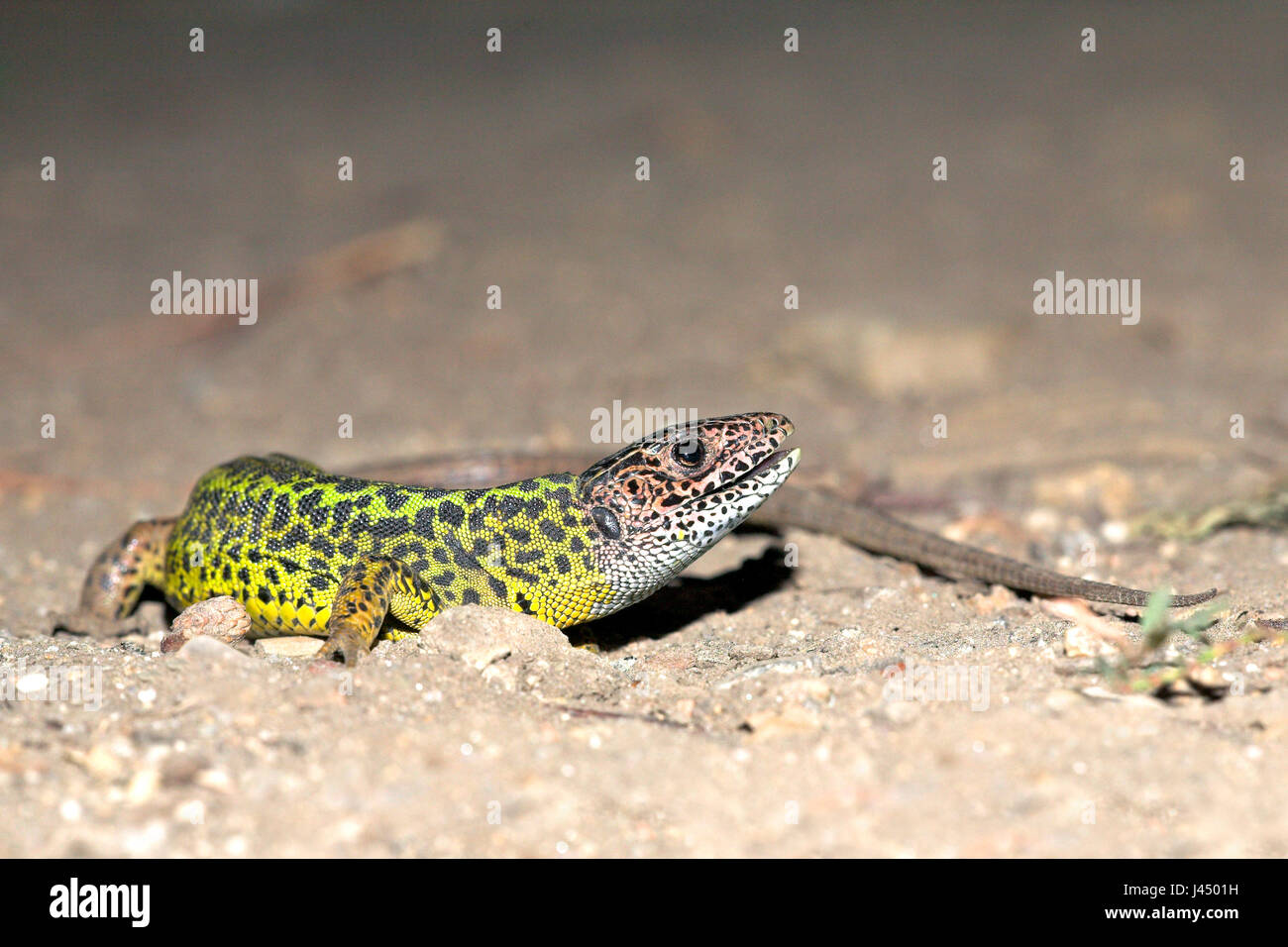 photo of a Schreiber's green lizard on sand Stock Photo