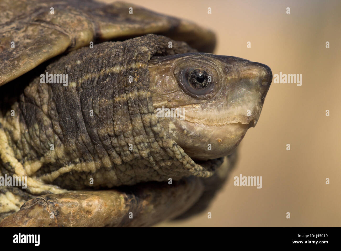 portrait of a Stripe-necked terrapin Stock Photo