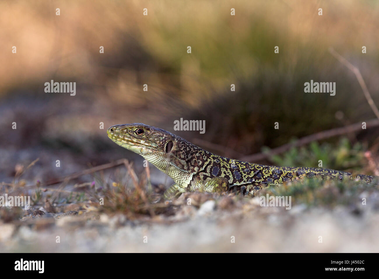 portrait of an Ocellated lizard Stock Photo