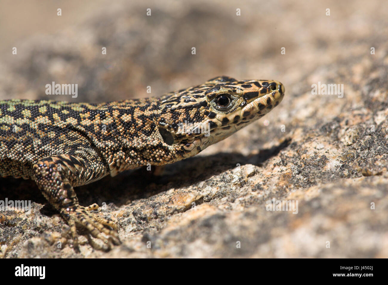portrait of an Iberian wall lizard Stock Photo