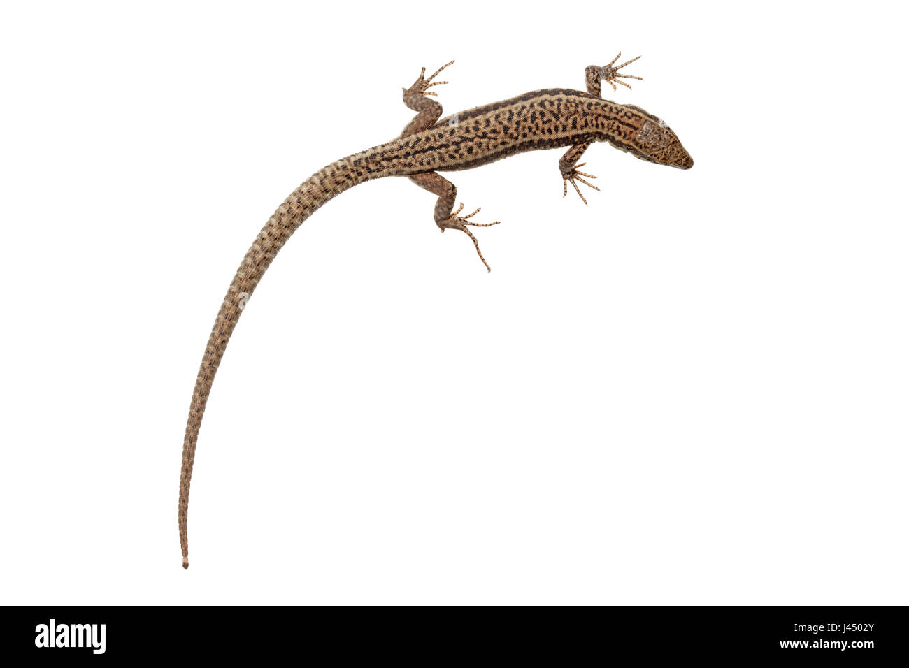rendered photo of a common wall lizard (podarcis muralis) Stock Photo