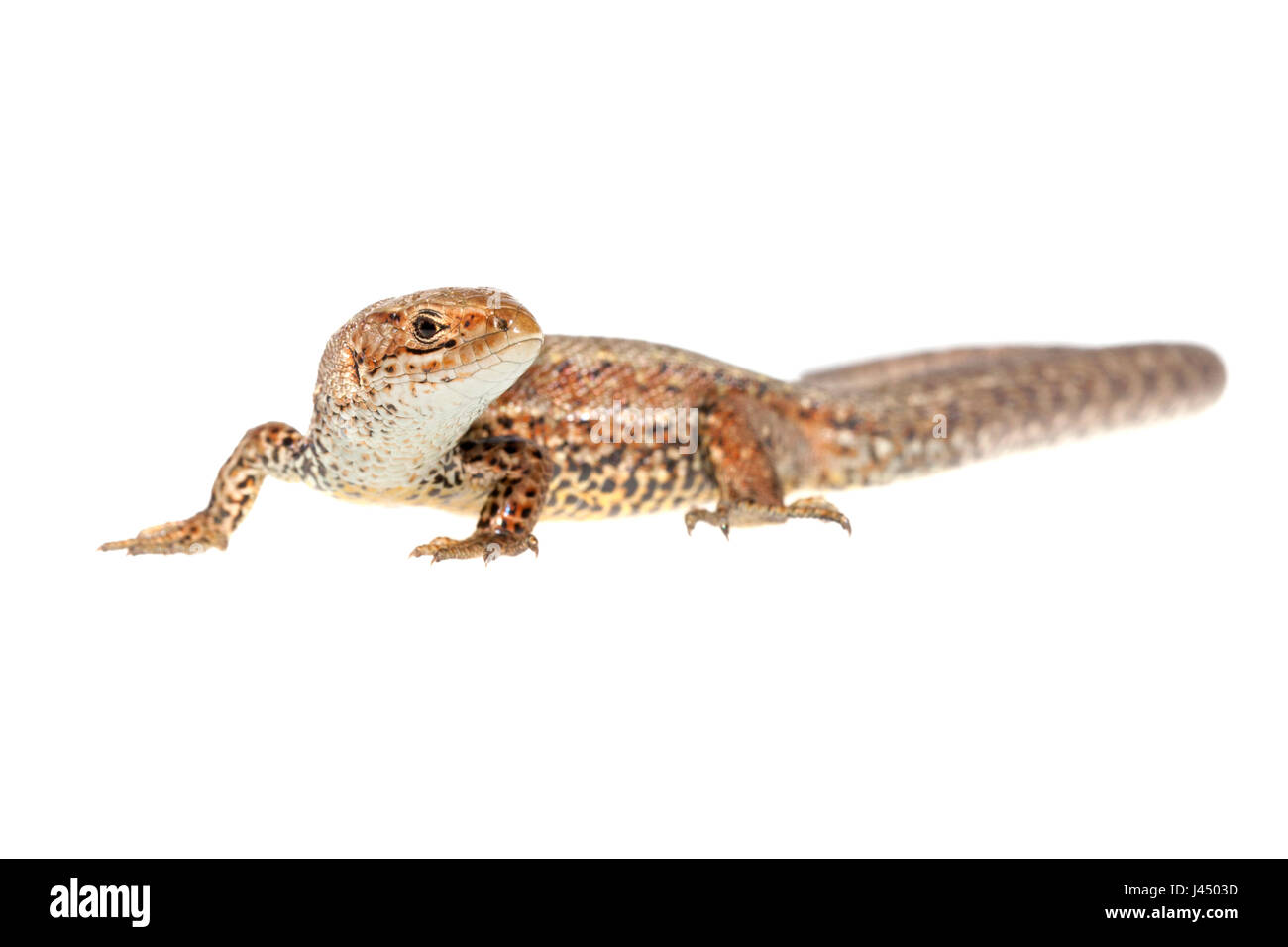 rendered photo of a common lizard (zootoca vivipara) Stock Photo