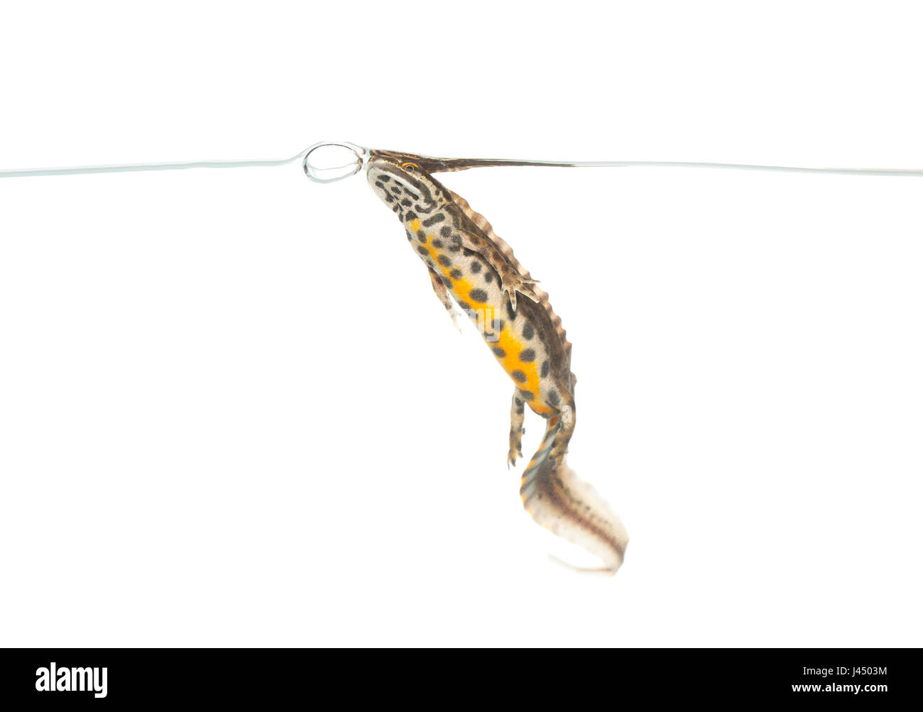 photo of a male common newt (Lissotriton vulgaris) against a white background Stock Photo