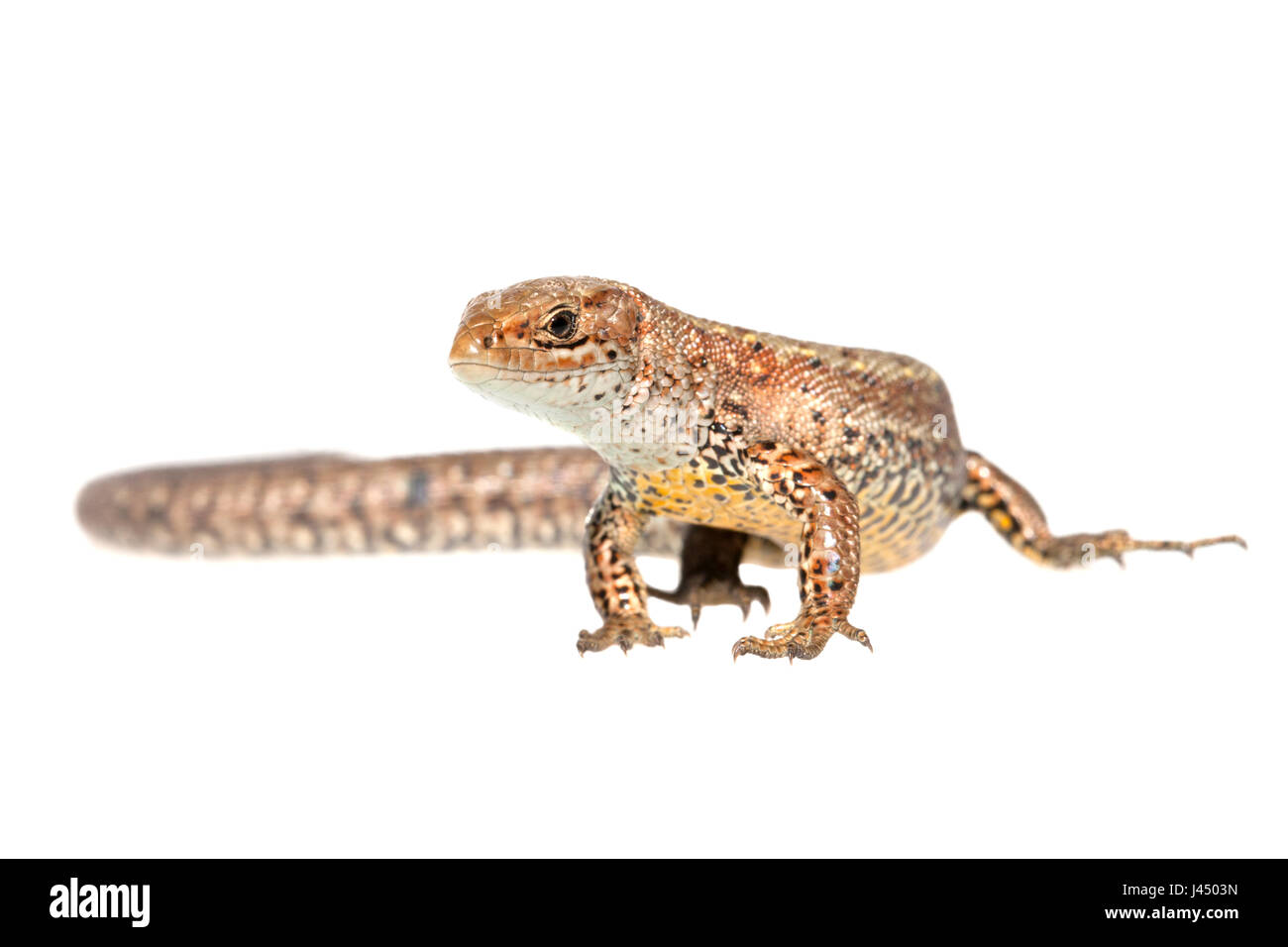 rendered photo of a common lizard (zootoca vivipara) Stock Photo