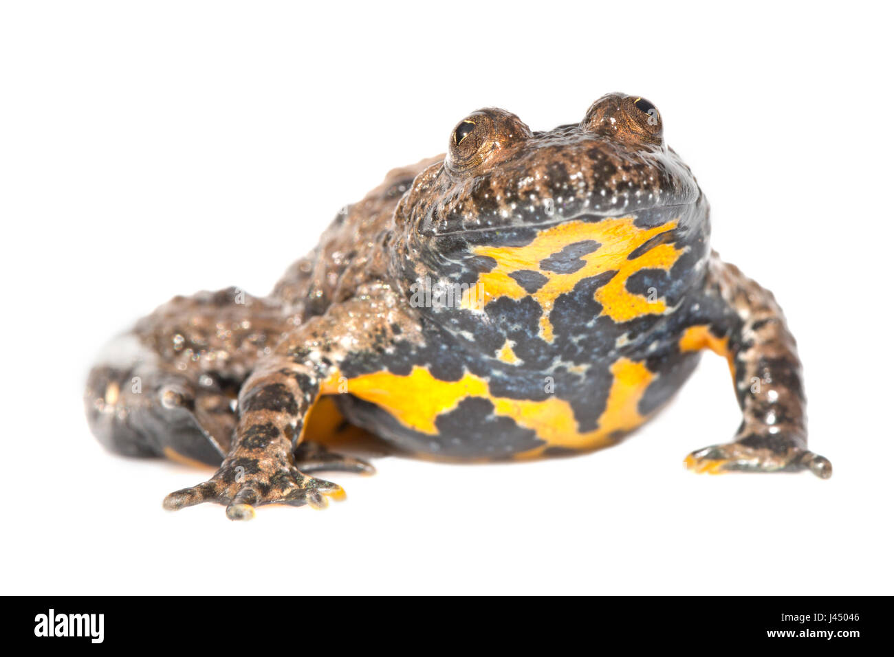 rendered photo of a yellow-bellied toad (bombina variegata Stock Photo ...