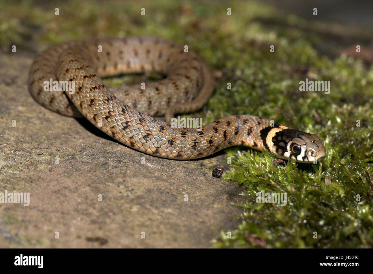 photo of a juvenile grass snake on a stone with green moss Stock Photo
