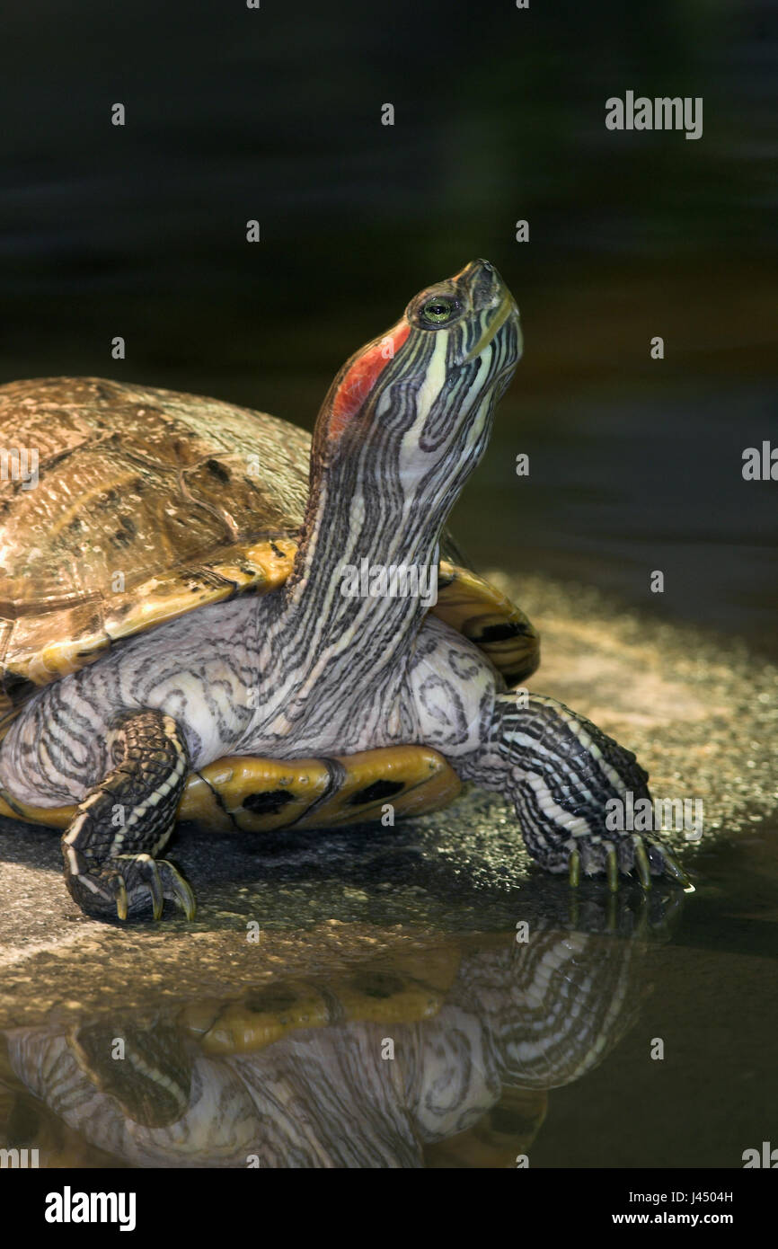 portrait of a Red-eared Slider Stock Photo - Alamy