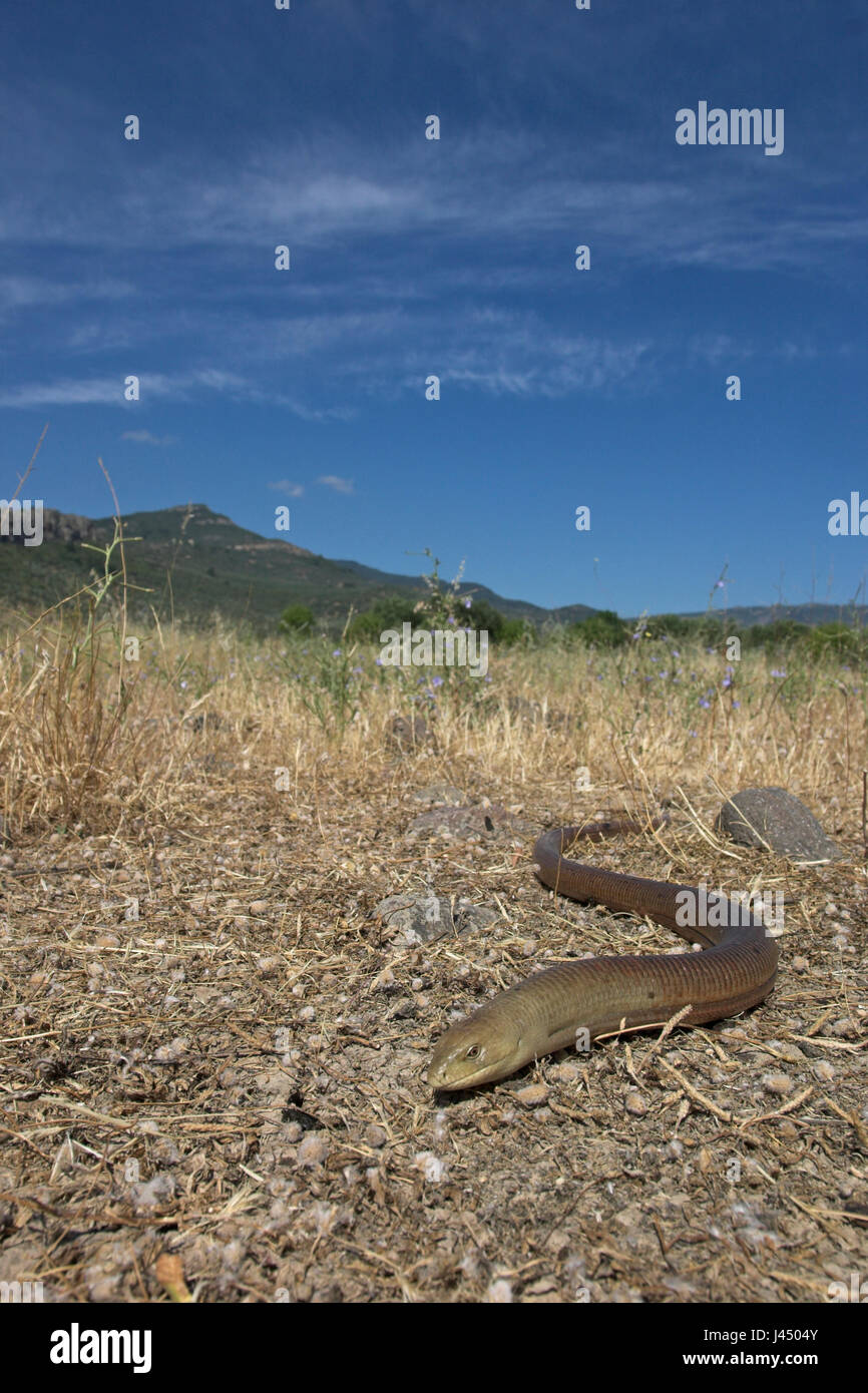 photo of a European glass lizard in its environment Stock Photo