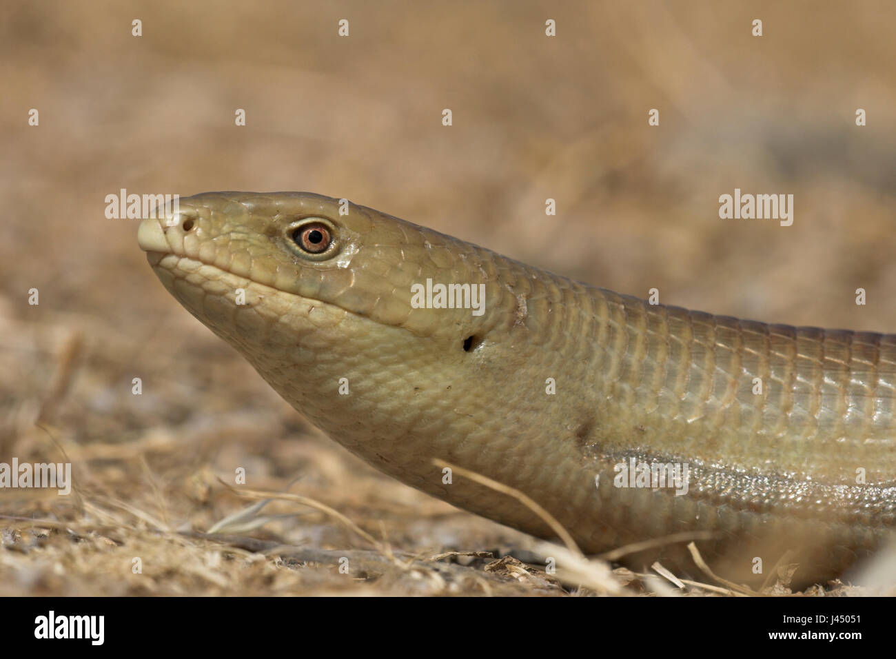 portrait of a European glass lizard Stock Photo