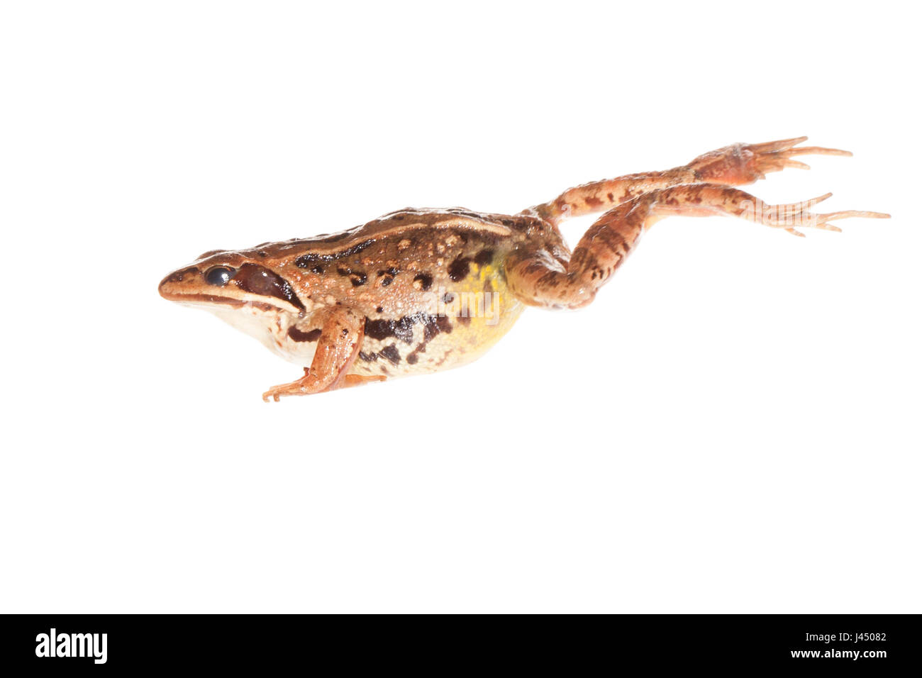 rendered photo of a jumping moorfrog female Stock Photo