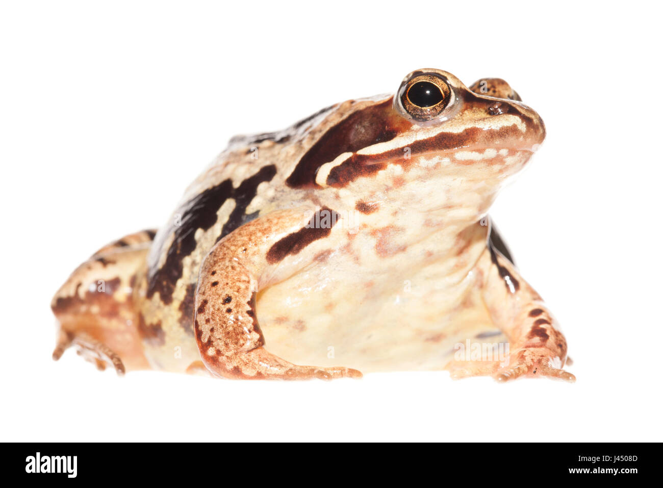 rendered photo of a moorfrog female Stock Photo