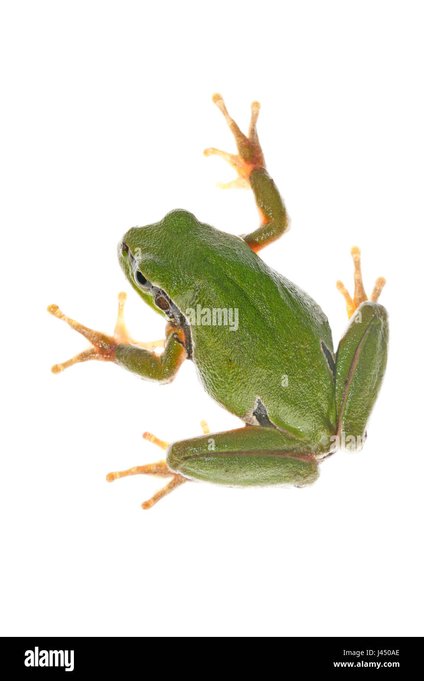 rendered photo of a common tree frog Stock Photo - Alamy