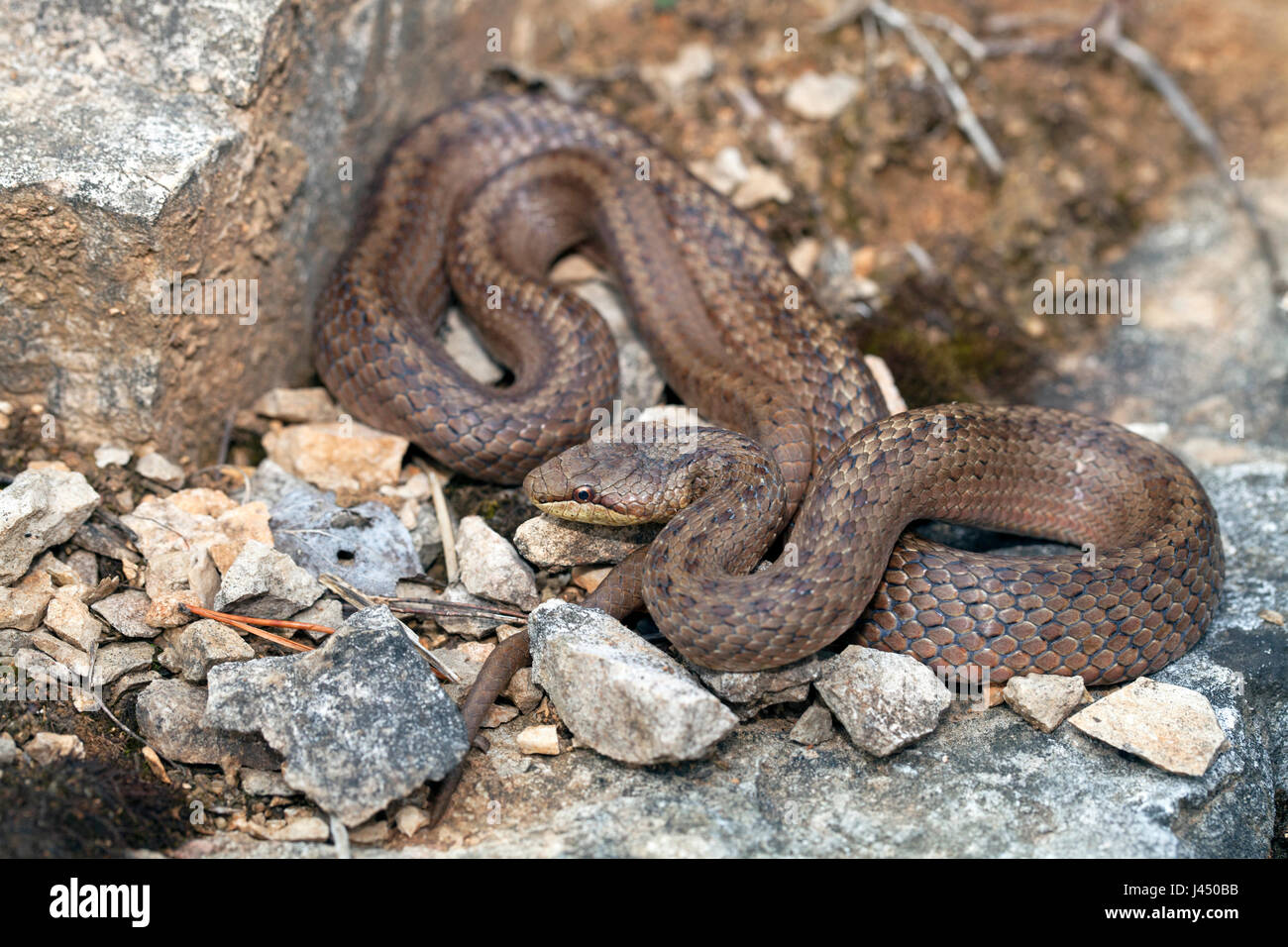 photo of a smooth snake between rocks Stock Photo