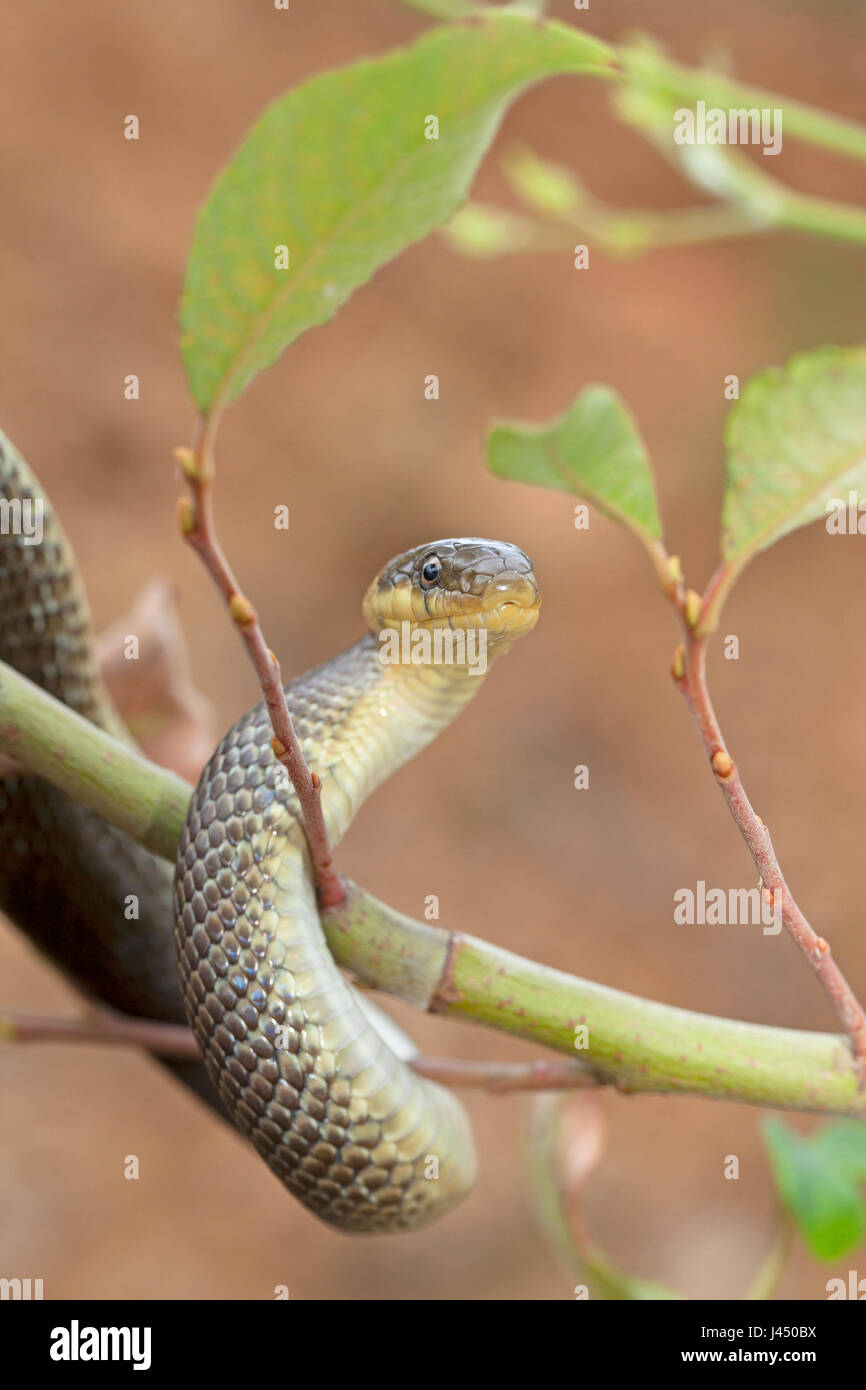 Snakes climbing hires stock photography and images Alamy