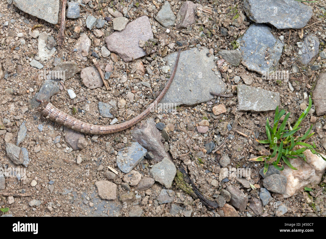 Photo of a tail that has been dropped by a common wall lizard to escape from predators Stock Photo