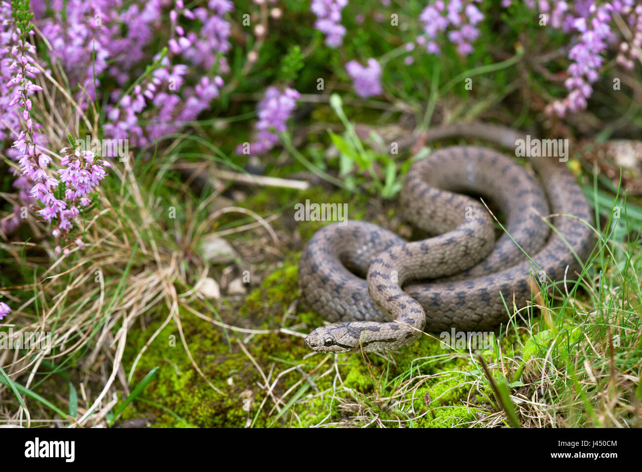 photo of a smooth snake between flowering heather Stock Photo