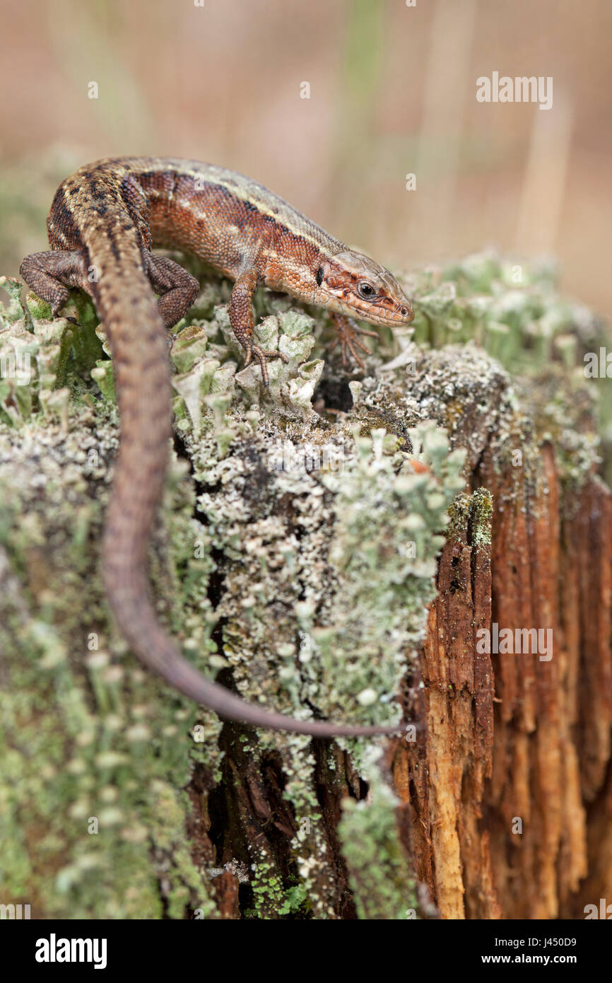 photo of a viviparous lizard Stock Photo
