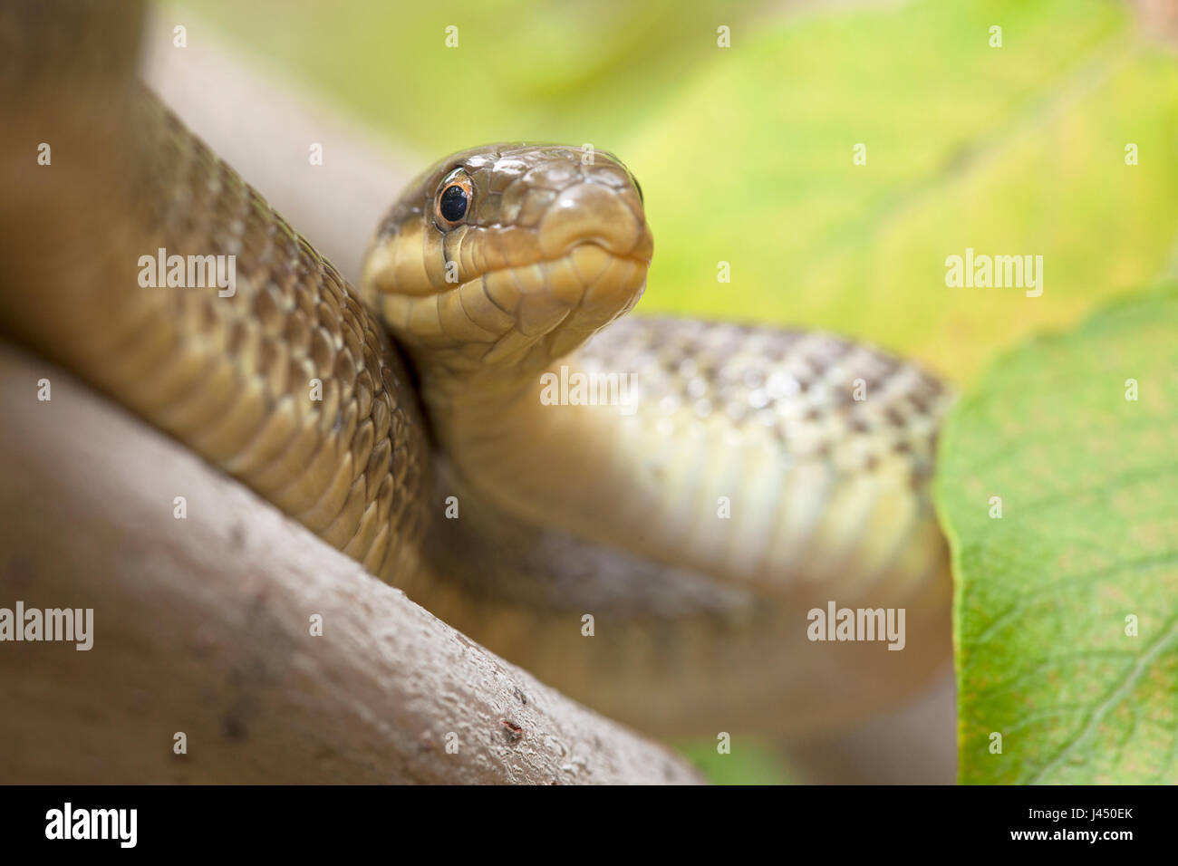 Snakes Climbing High Resolution Stock Photography and Images Alamy