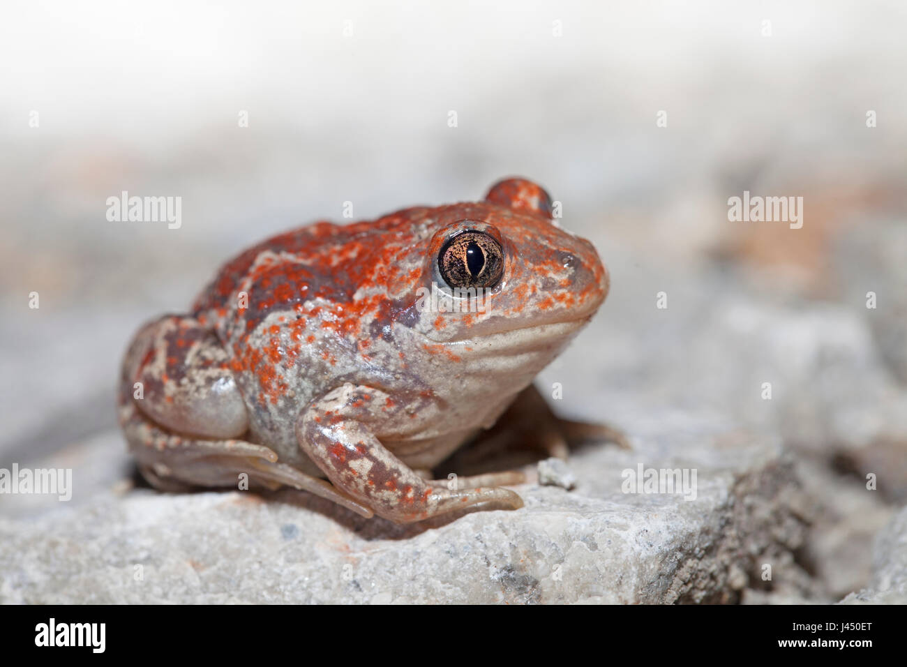 photo of a common spadefoot Stock Photo