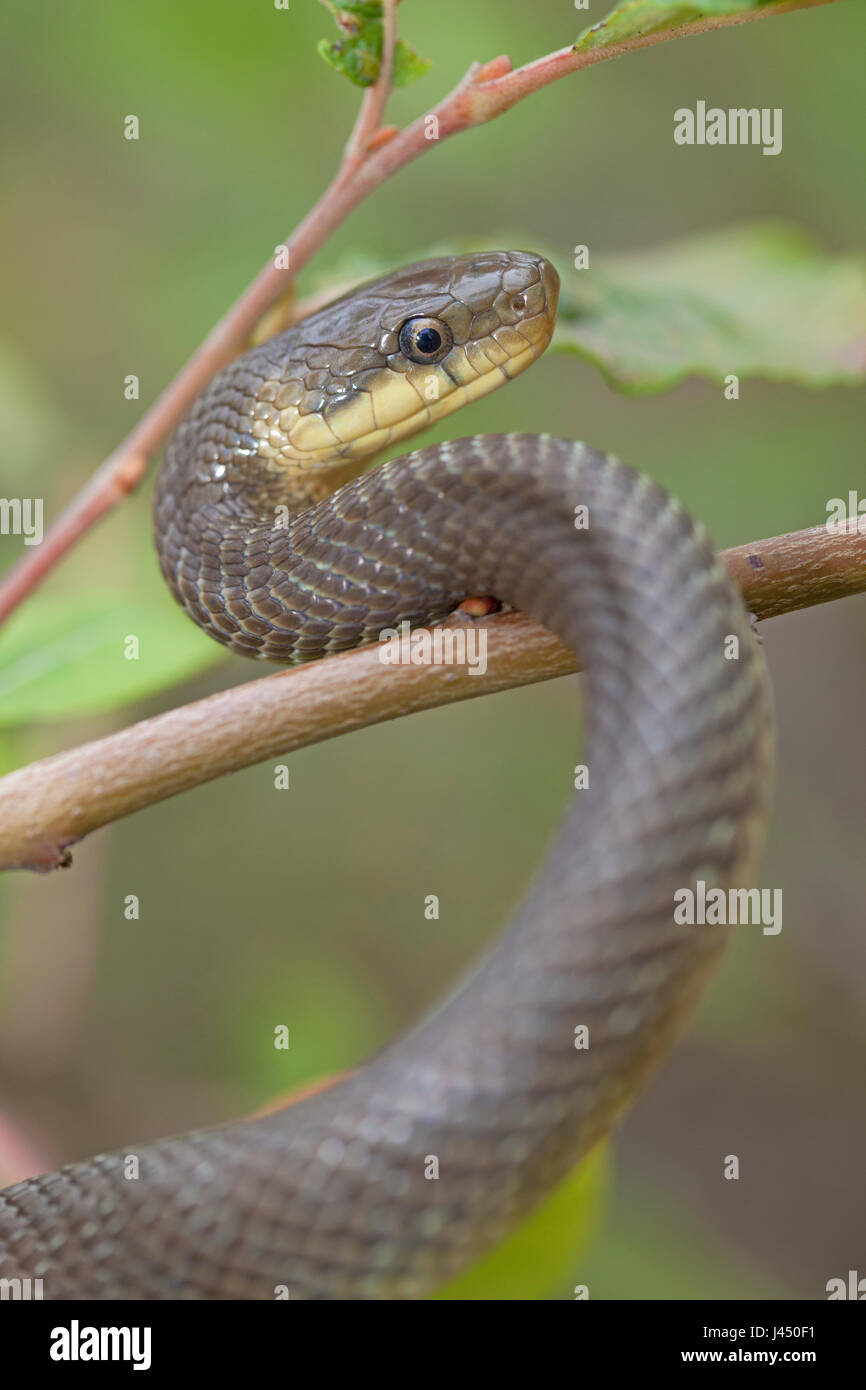 photo of an Aesculapian snake climbing in a tree Stock Photo