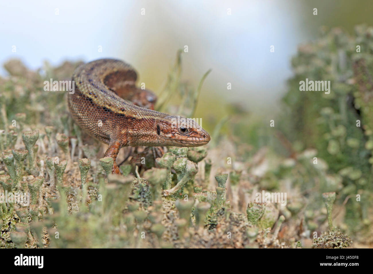 Viviparous lizard (Zootoca vivipara) Stock Photo