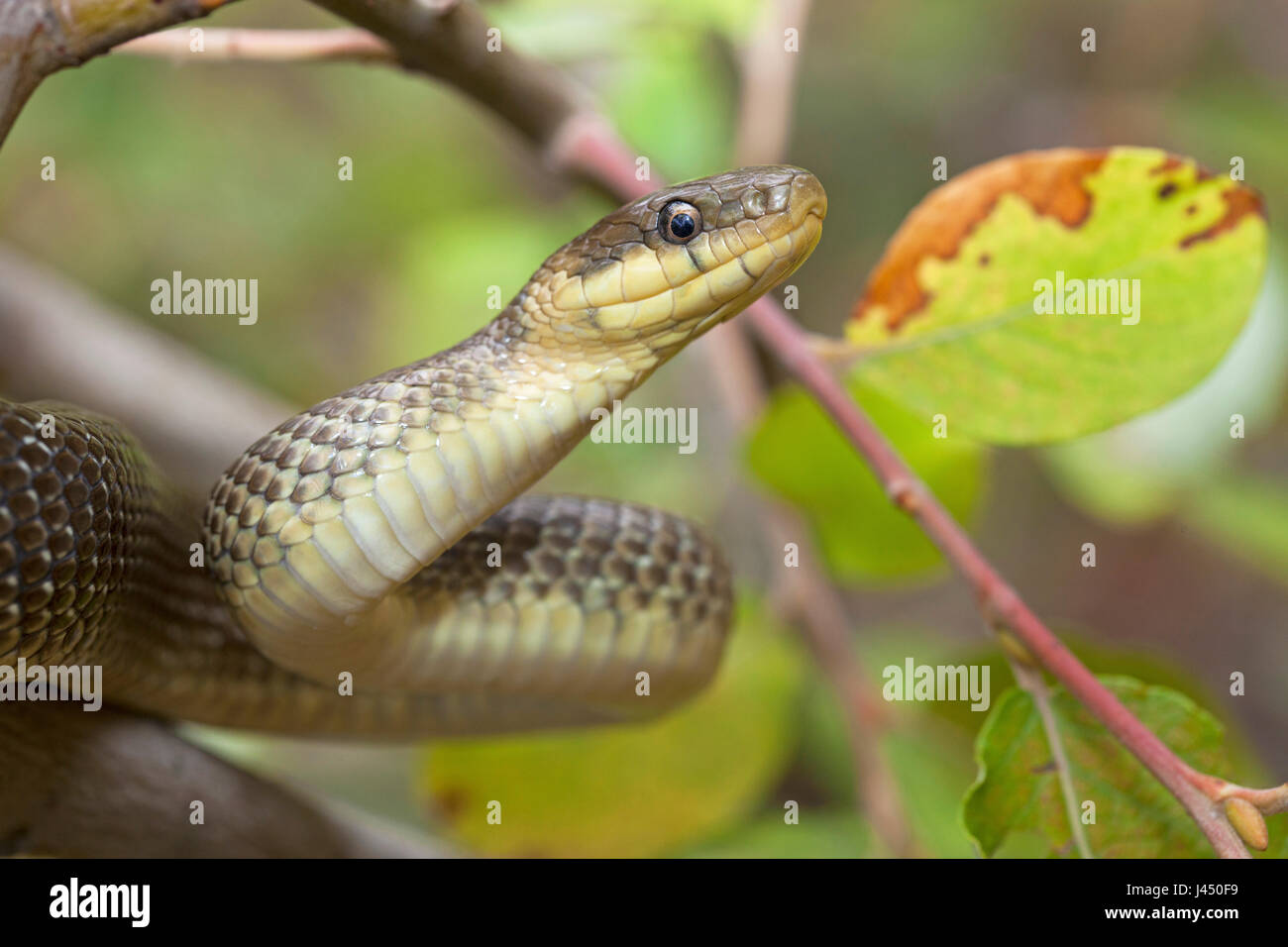 Snakes Climbing High Resolution Stock Photography and Images Alamy