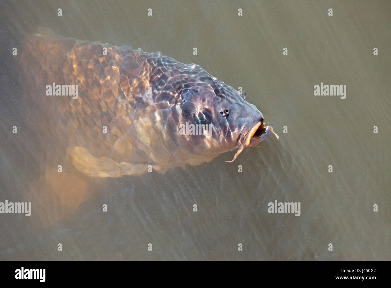 photo of a European carp at the surface Stock Photo