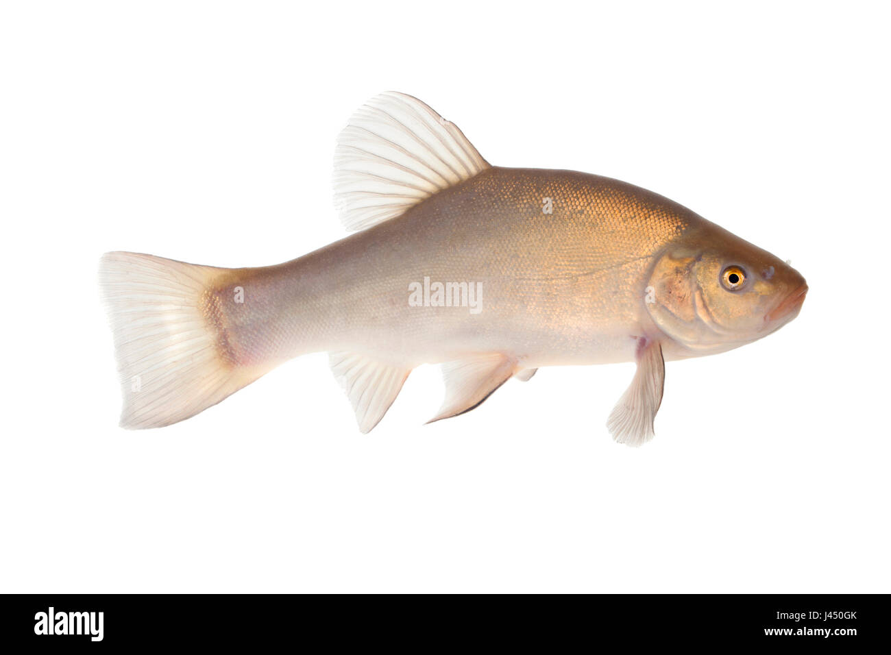 photo of a tench on a white background Stock Photo