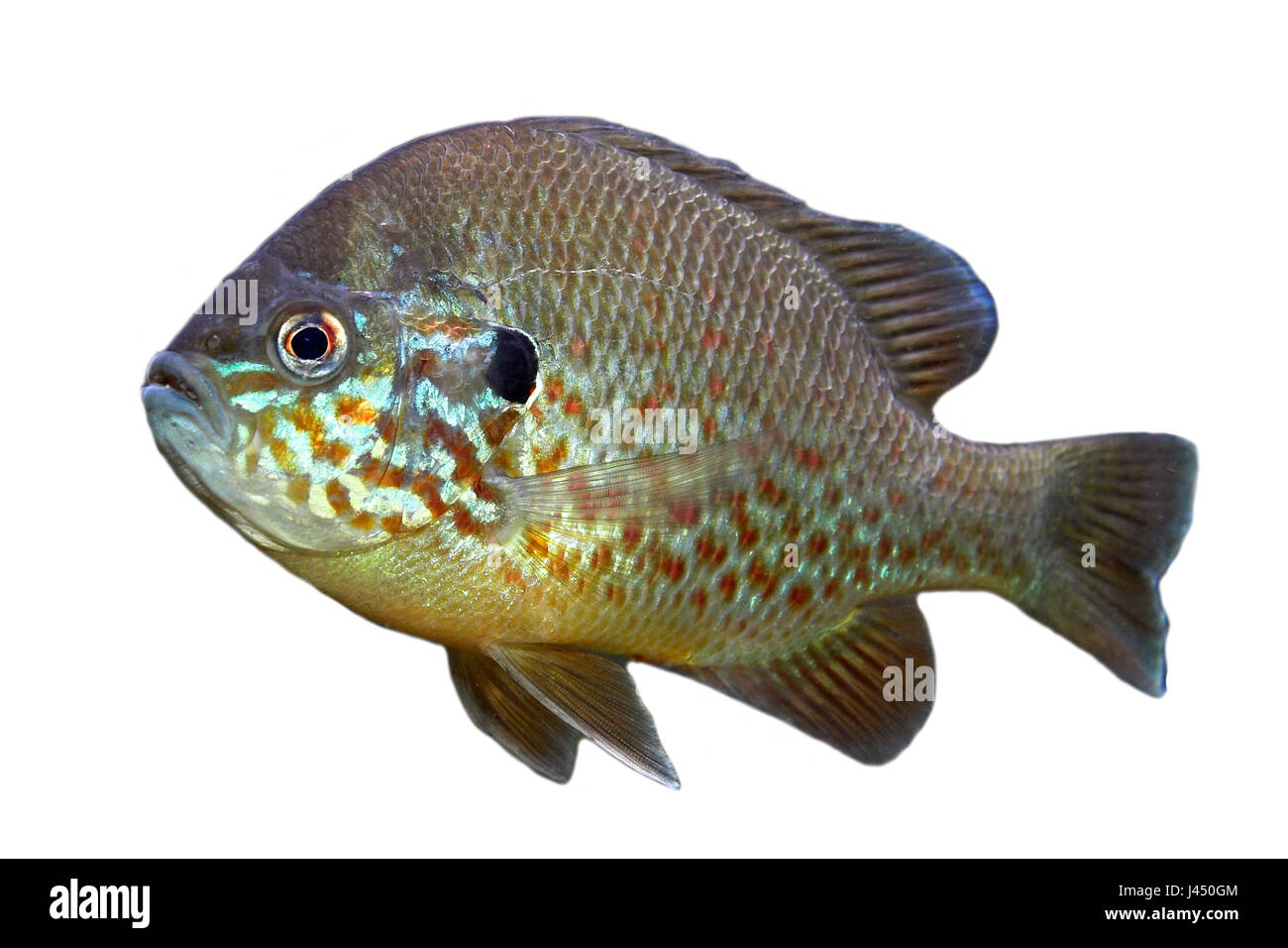 Pumpkinseed (Lepomis gibbosus) on a white background Stock Photo