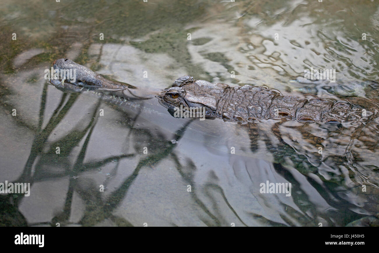portrait of a false gharial Stock Photo