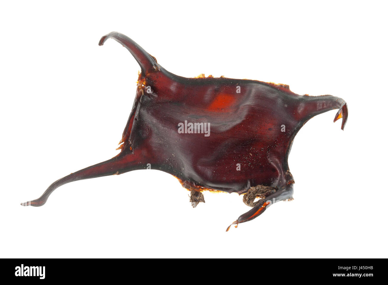 Egg of thorny skate isolated against a white background Stock Photo