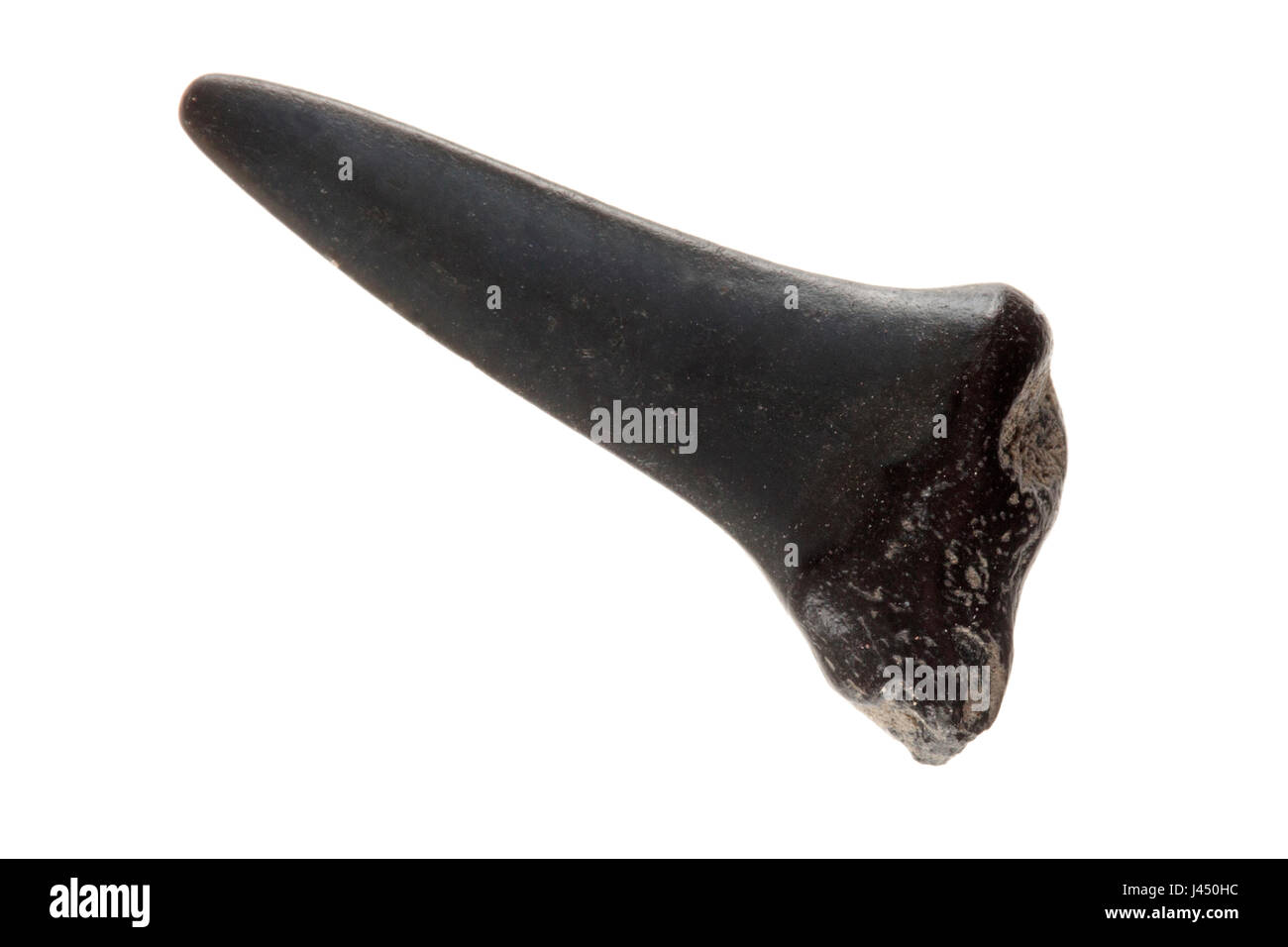 Fossil shark teeth isolated against a white background; Stock Photo