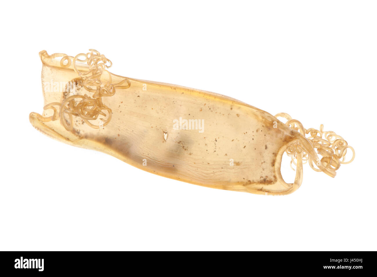 Egg of lesser spotted dogfish isolated against a white background; Stock Photo
