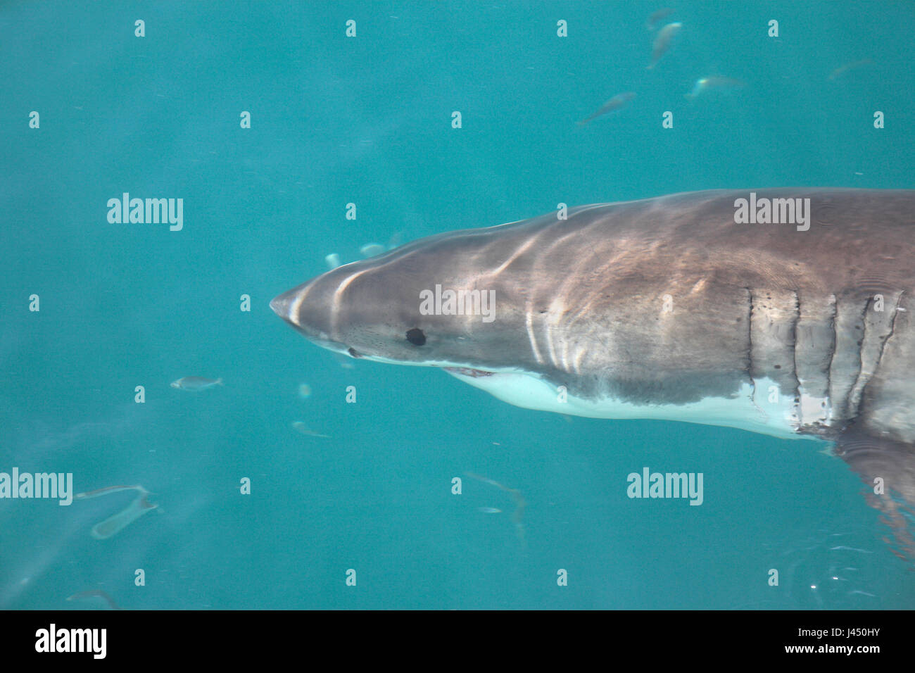 portrait of a great white shark Stock Photo