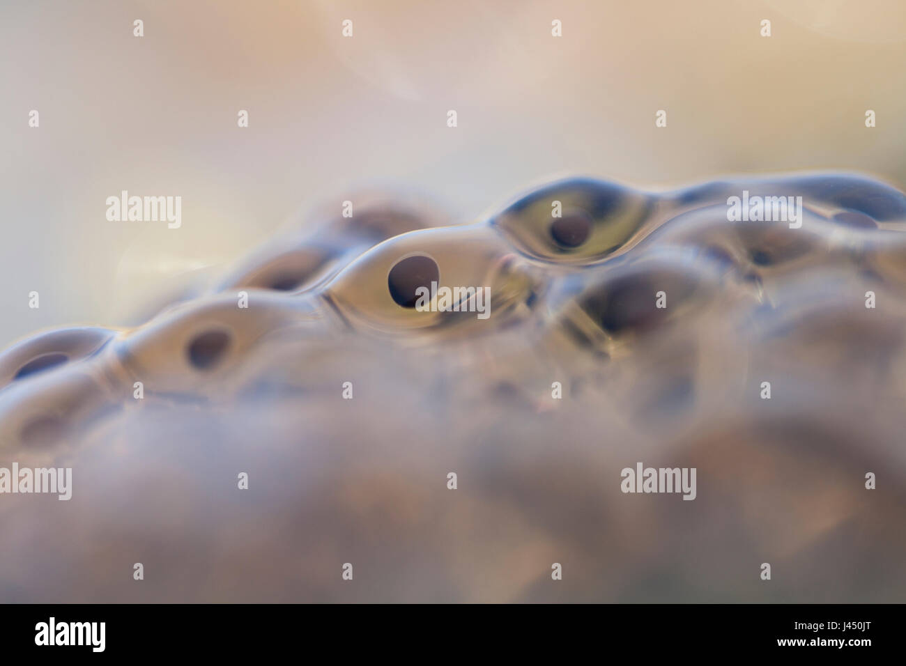 Frog spawn from moor frog Stock Photo