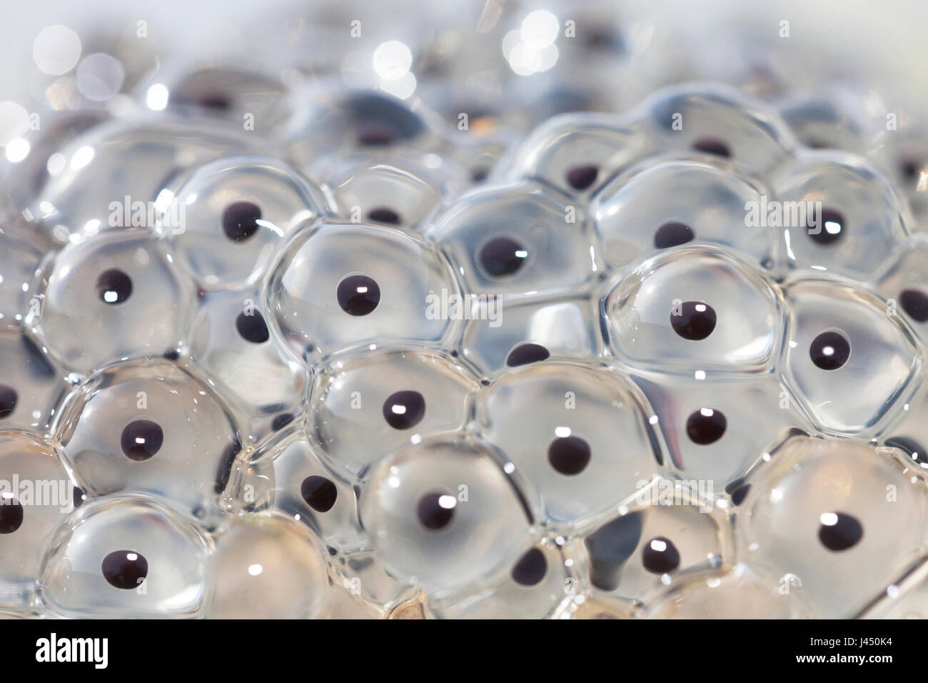 Frog spawn from common frog Stock Photo