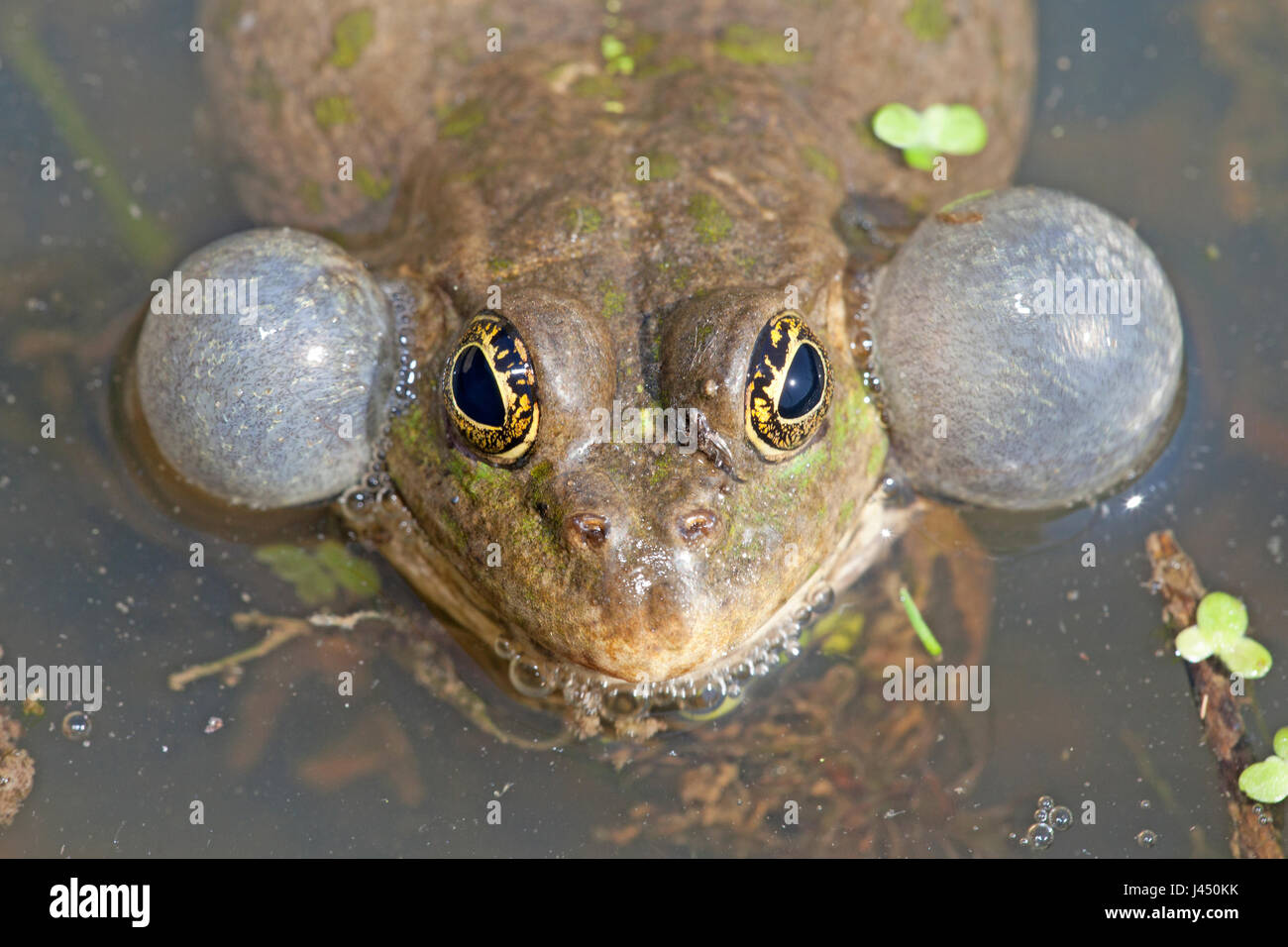 Marsh frog calling Stock Photo