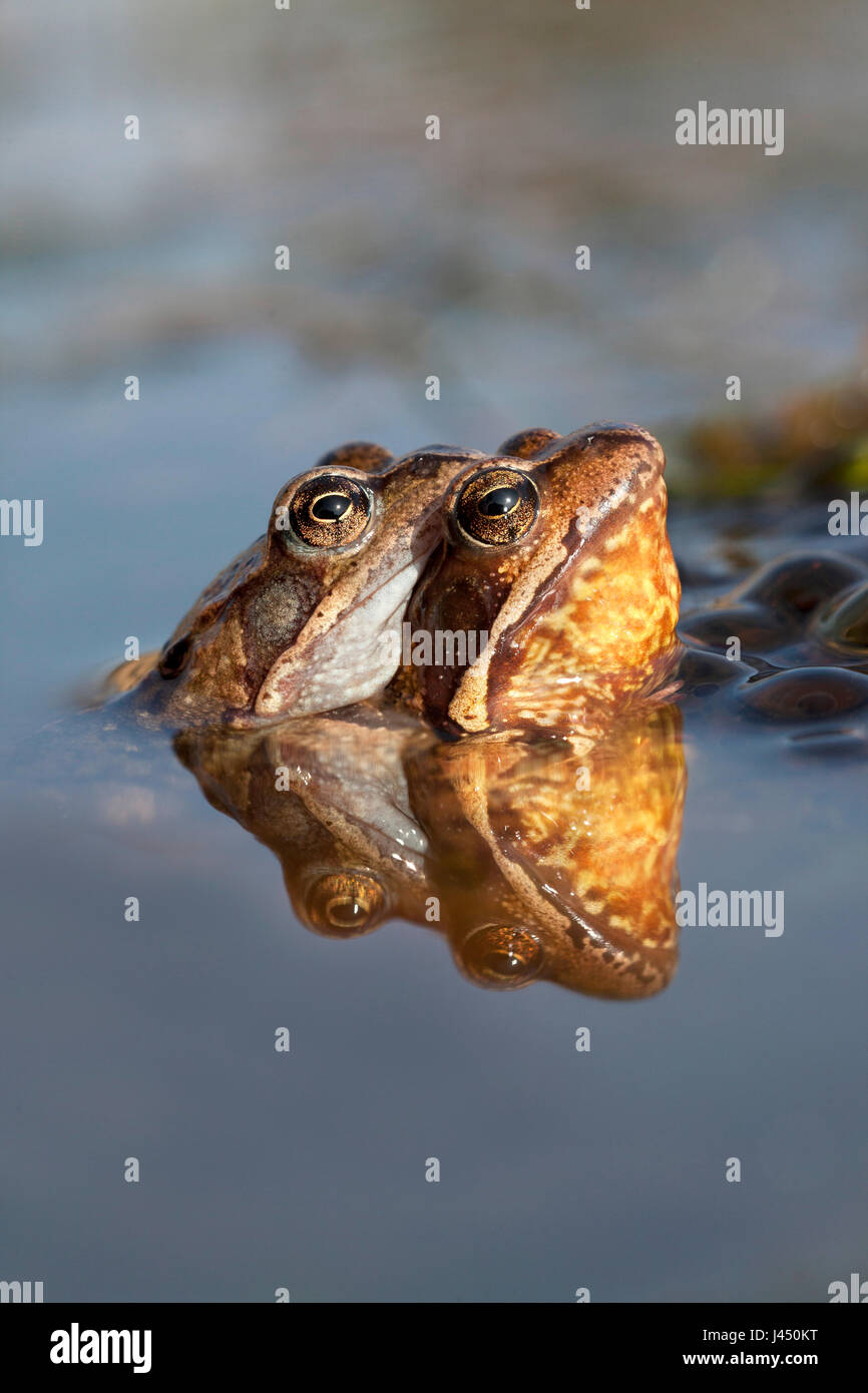 pair common frogs in the water between frog spawn Stock Photo