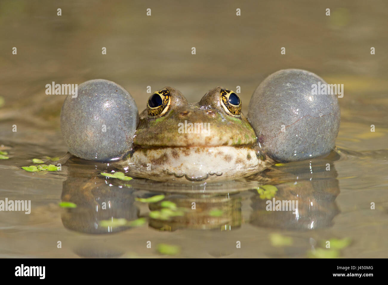Marsh frog calling Stock Photo