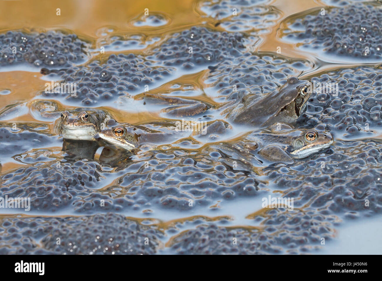 common frogs between frog spawn during mating Stock Photo