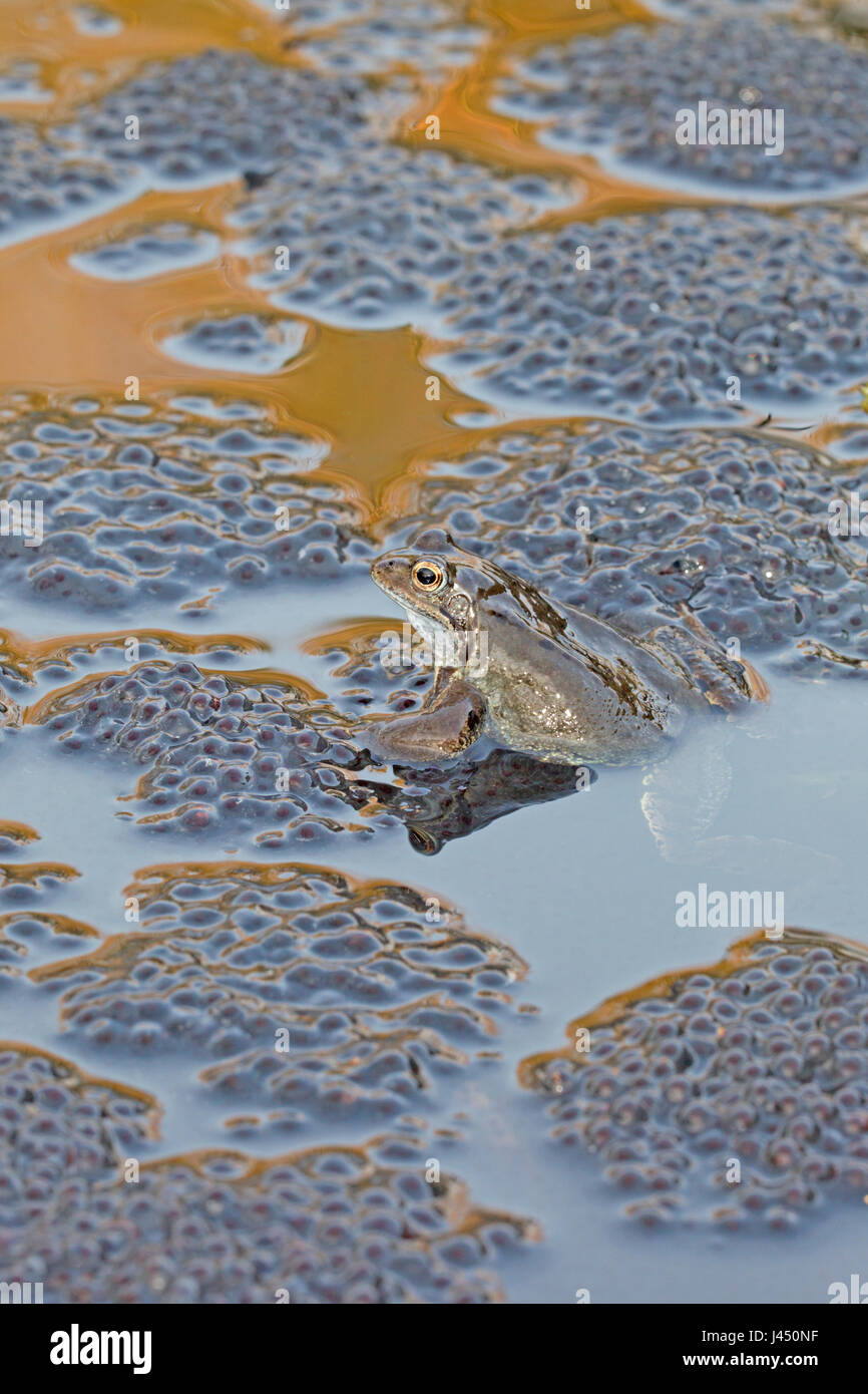 common frog between frog spawn with blue and orange reflection Stock Photo
