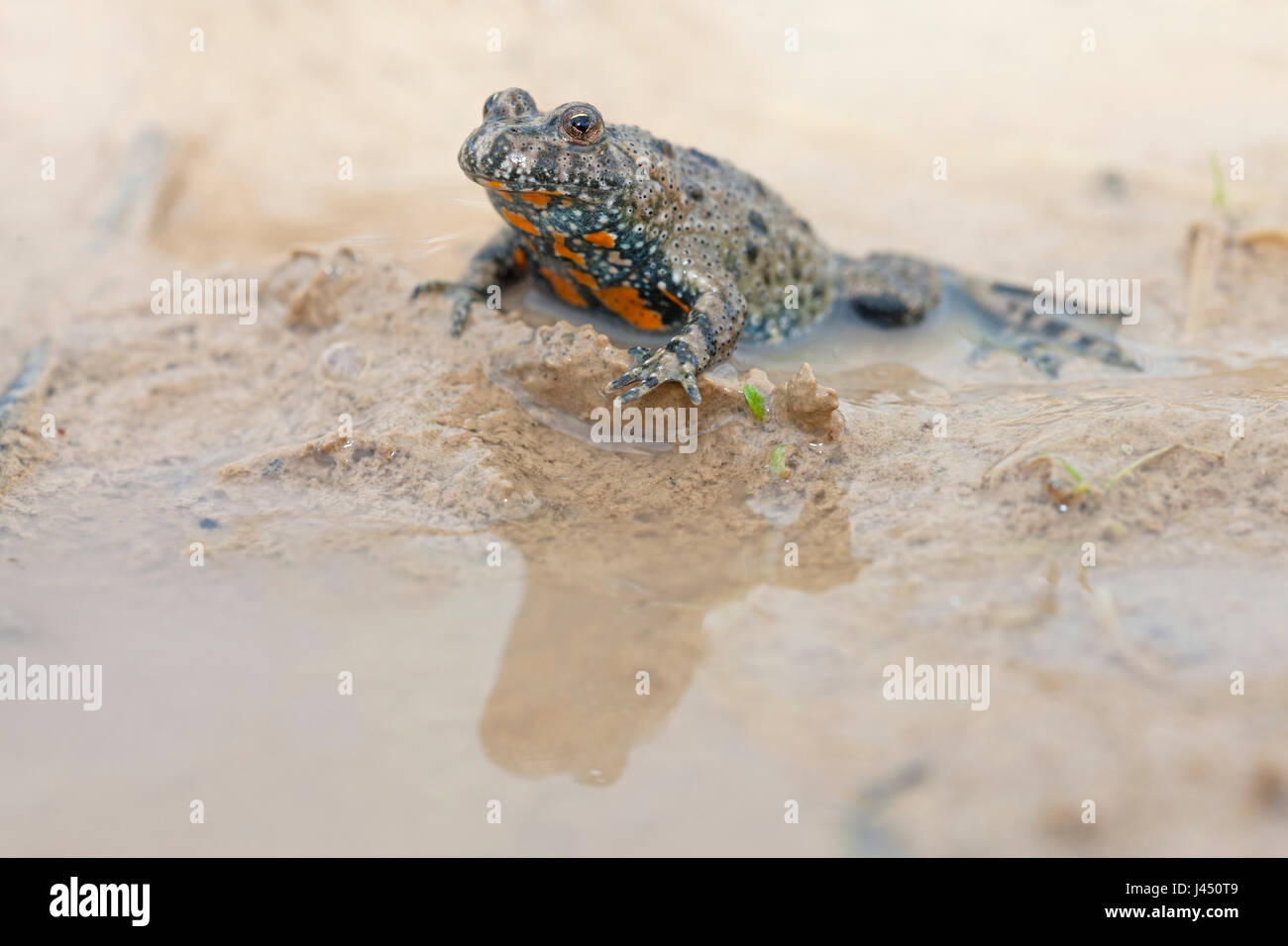 European Fire-bellied Toad in temporary pond Stock Photo