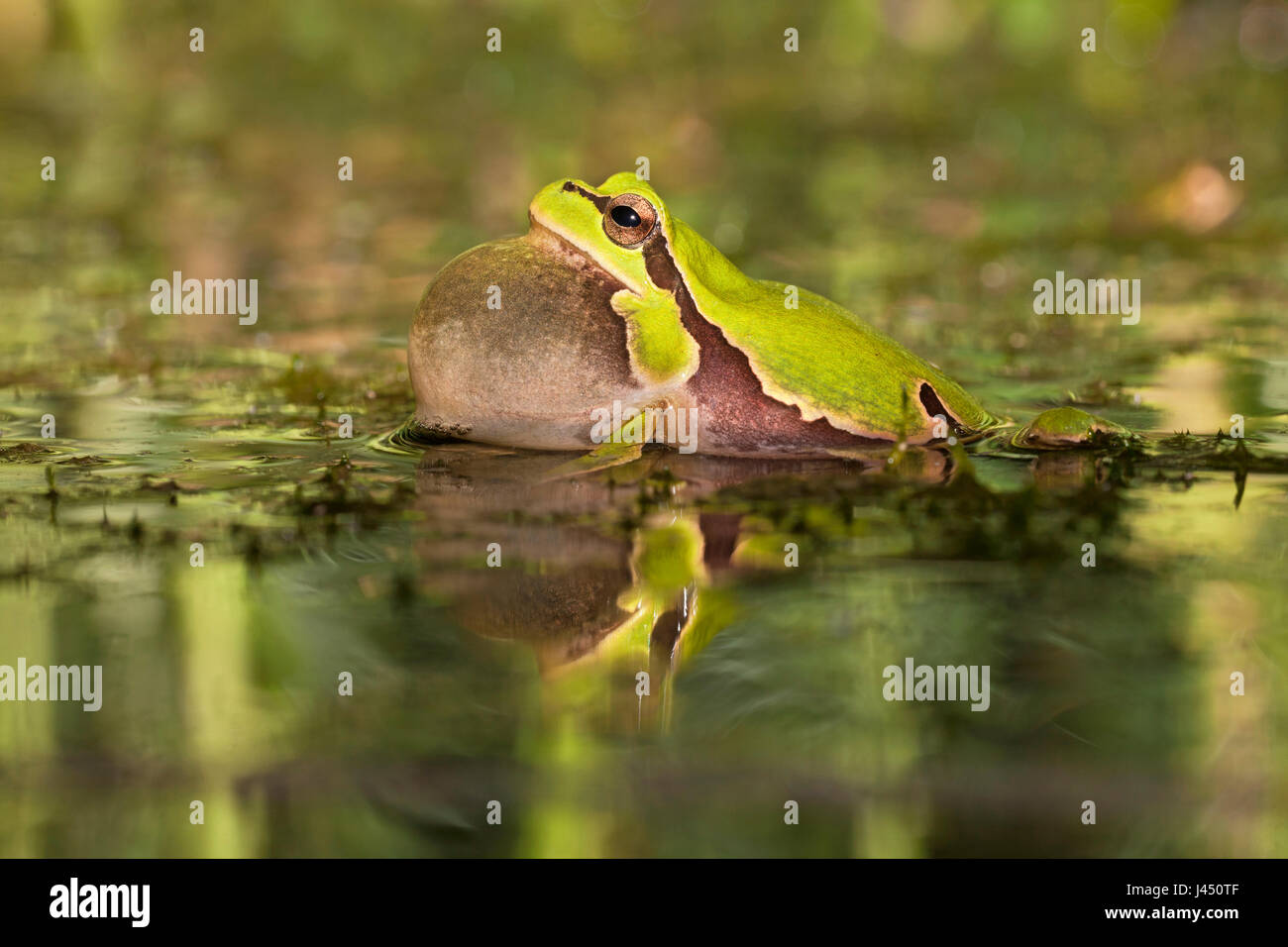 male common tree frog calling Stock Photo Alamy