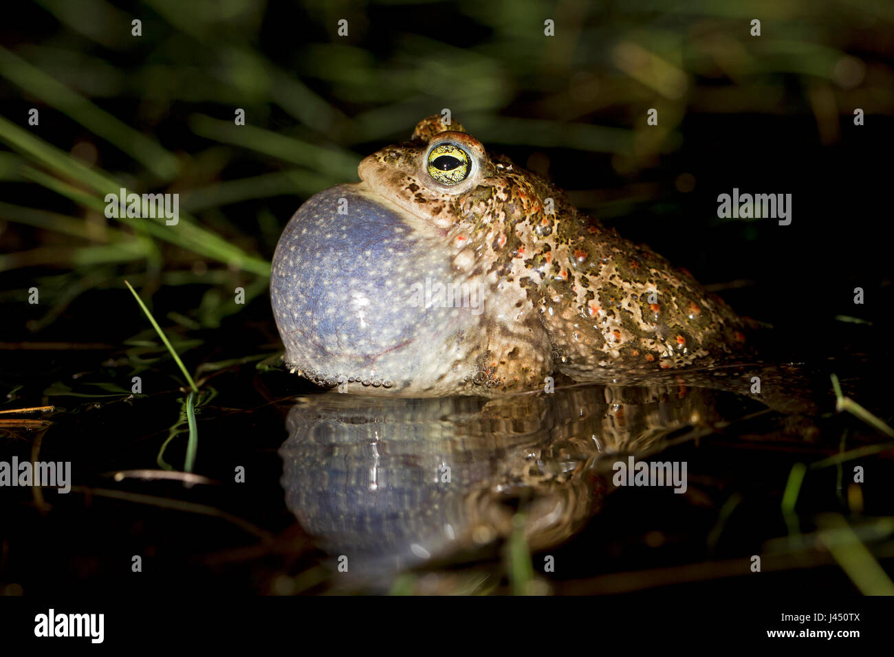 Natterjack (Bufo calamita) male calling Stock Photo